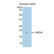 Western blot analysis of the recombinant protein.