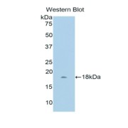 Western blot analysis of the recombinant protein.