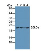 Western blot analysis of (1) Mouse Intestine Tissue, (2) Mouse Brain Tissue, (3) Mouse Cerebellum Tissue and (4) Mouse Placenta Tissue.