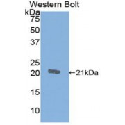 Western blot analysis of recombinant Rat CTLA4 Protein.