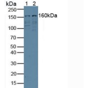 Western blot analysis of (1) Human 293T Cells and (2) Human Jurkat Cells.