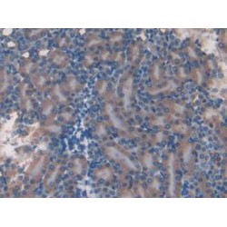 Eukaryotic Translation Initiation Factor 3A (EIF3A) Antibody