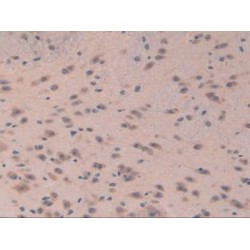 Eukaryotic Translation Initiation Factor 3A (EIF3A) Antibody