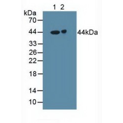 Gamma-Aminobutyric Acid A Receptor Alpha 2 (gABRa2) Antibody