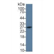 Western blot analysis of Rat Spleen lysate, using Rat PDCD1LG2 Antibody (2 µg/ml) and HRP-conjugated Goat Anti-Rabbit antibody (<a href="https://www.abbexa.com/index.php?route=product/search&amp;search=abx400043" target="_blank">abx400043</a>, 0.2 µg/ml).