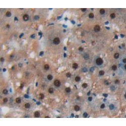 V-Myc Myelocytomatosis Viral Oncogene Homolog (MYC) Antibody