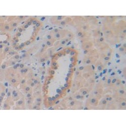 Cysteine Rich Protein, Angiogenic Inducer 61 (CYR61) Antibody