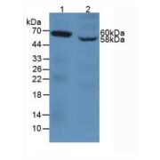 abx104368