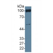 Western blot analysis of Mouse Blood Cells lysate, using Mouse PECAM1 Antibody (4 µg/ml) and HRP-conjugated Goat Anti-Rabbit antibody (<a href="https://www.abbexa.com/index.php?route=product/search&amp;search=abx400043" target="_blank">abx400043</a>, 0.2 µg/ml).