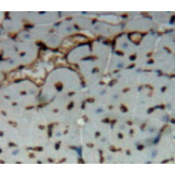 Platelet/Endothelial Cell Adhesion Molecule (PECAM1) Antibody