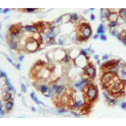 Receptor-Type Tyrosine-Protein Phosphatase C / CD45 (PTPRC) Antibody