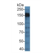 abx104378