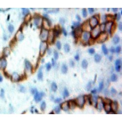 Receptor-Type Tyrosine-Protein Phosphatase C / CD45 (PTPRC) Antibody