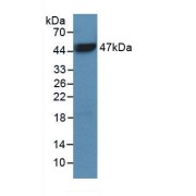 Western blot analysis of recombinant Human PTPRC.