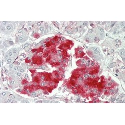 Protein Tyrosine Phosphatase Receptor Type N (PTPRN) Antibody
