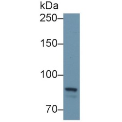 Protein Tyrosine Phosphatase Receptor Type S (PTPRS) Antibody
