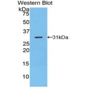 abx104386