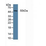 Western blot analysis of Pig Liver Tissue.