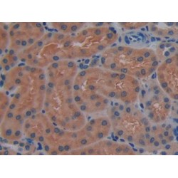 Contactin Associated Protein Like Protein 4 (CNTNAP4) Antibody