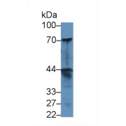 Western blot analysis of Human A549 cell lysate, using Human dNER Antibody (1 µg/ml) and HRP-conjugated Goat Anti-Rabbit antibody (<a href="https://www.abbexa.com/index.php?route=product/search&amp;search=abx400043" target="_blank">abx400043</a>, 0.2 µg/ml).