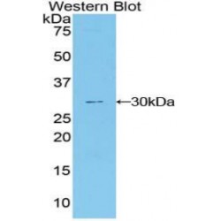 Delta/Notch Like EGF Repeat Containing Protein (dNER) Antibody