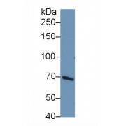 Western blot analysis of Human HepG2 cell lysate, using Rat PIK3AP1 Antibody (1 µg/ml) and HRP-conjugated Goat Anti-Rabbit antibody (<a href="https://www.abbexa.com/index.php?route=product/search&amp;search=abx400043" target="_blank">abx400043</a>, 0.2 µg/ml).