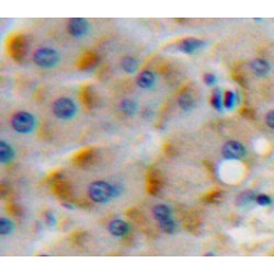 Macrophage Colony-Stimulating Factor 1 Receptor (CSF1R) Antibody