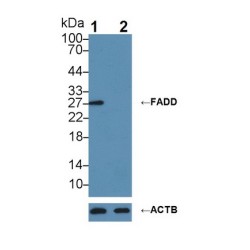 Fas Associating Death Domain Containing Protein (FADD) Antibody