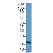 Western blot analysis of Pig Heart lysate, using Human FABP3 Antibody (1 µg/ml) and HRP-conjugated Goat Anti-Rabbit antibody (<a href="https://www.abbexa.com/index.php?route=product/search&amp;search=abx400043" target="_blank">abx400043</a>, 0.2 µg/ml).