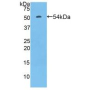 Western blot analysis of recombinant Rat FcgR3A.