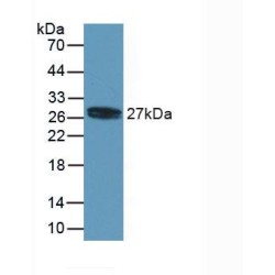 Myosin Light Chain 4, Alkali, Atrial, Embryonic (MYL4) Antibody