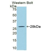 Western blot analysis of recombinant Rat RIPK3 Protein.