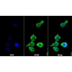 Relaxin/Insulin Like Family Peptide Receptor 1 (RXFP1) Antibody