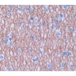 Relaxin/Insulin Like Family Peptide Receptor 1 (RXFP1) Antibody