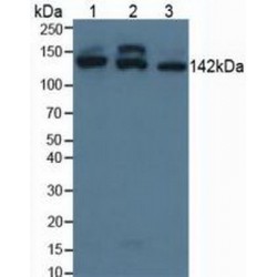 Structural Maintenance of Chromosomes Protein 3 (SMC3) Antibody