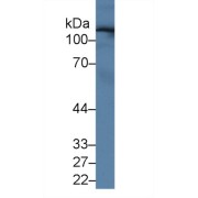 Western blot analysis of Human Serum, using Human UGGT2 Antibody (1 µg/ml) and HRP-conjugated Goat Anti-Rabbit antibody (<a href="https://www.abbexa.com/index.php?route=product/search&amp;search=abx400043" target="_blank">abx400043</a>, 0.2 µg/ml).