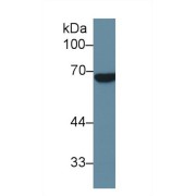 abx104464