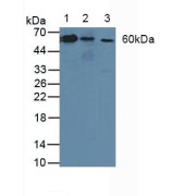 abx104466