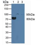 Western blot analysis of (1) Rat Blood Cells, (2) Human JAR Cells and (3) Human Placenta Tissue.