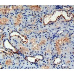 Family With Sequence Similarity 132, Member A (FAM132A) Antibody