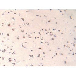 Family With Sequence Similarity 19, Member A3 (FAM19A3) Antibody