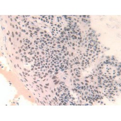 Family With Sequence Similarity 19, Member A3 (FAM19A3) Antibody