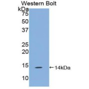 Western blot analysis of the recombinant protein.