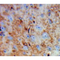 Family With Sequence Similarity 19, Member A4 (FAM19A4) Antibody