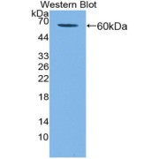abx104480