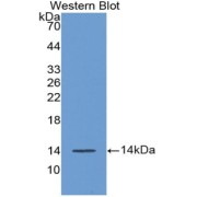 Western blot analysis of the recombinant protein.