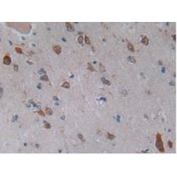 C2 Calcium Dependent Domain Containing Protein 3 (C2CD3) Antibody
