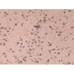 Chemokine (C-C motif) ligand 6 / C10 (CCL6) Antibody