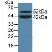 abx104506