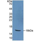 abx104511
